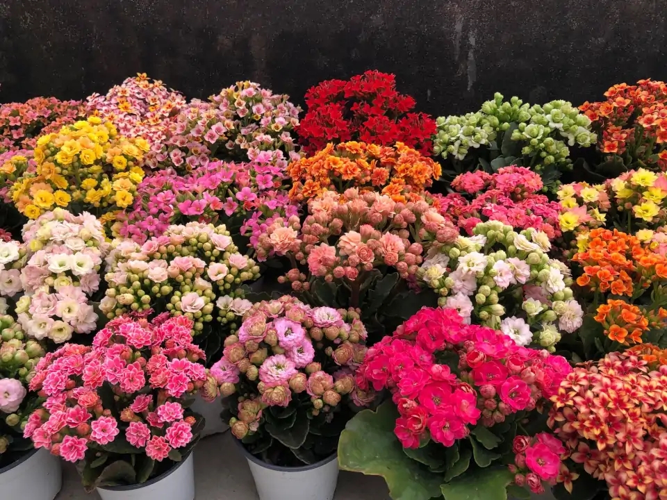 紫罗兰有毒吗（100种室内盆栽花草图鉴）