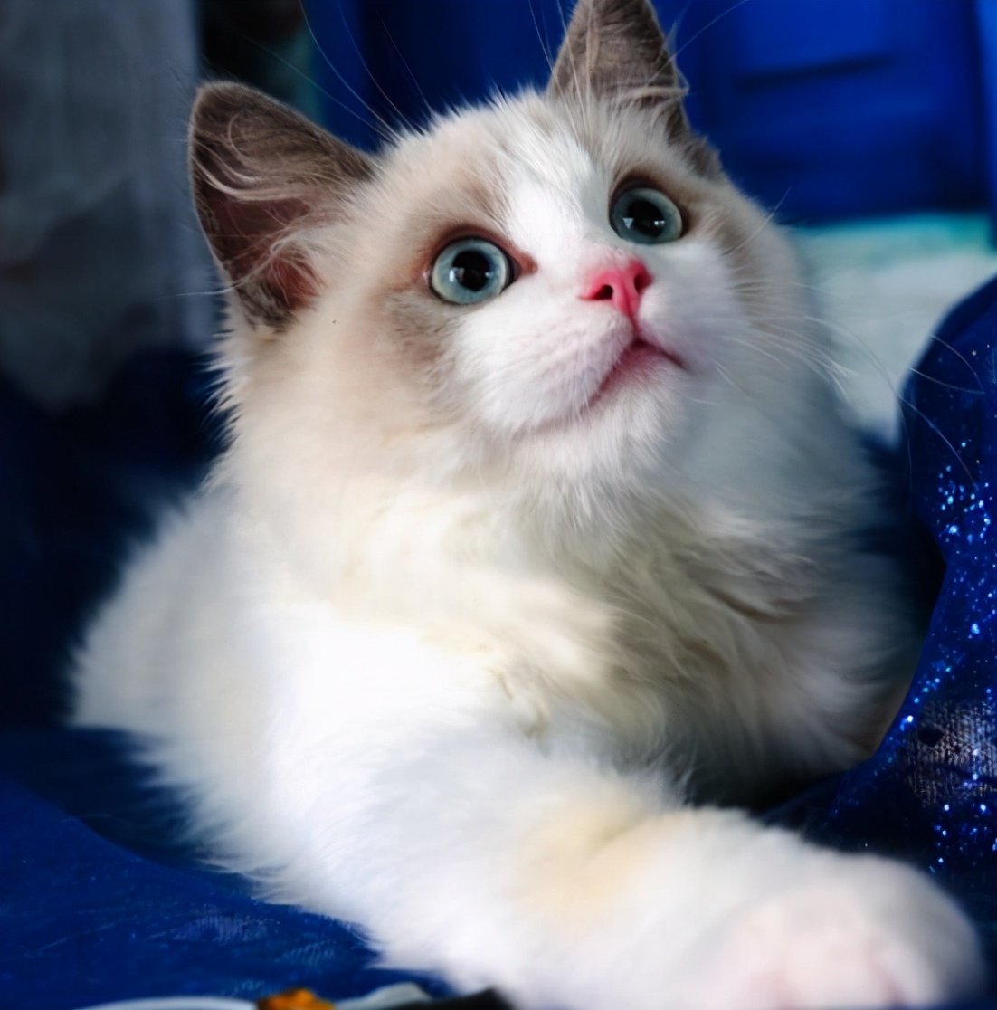 饲养布偶猫的6大方法，适合新手铲屎官