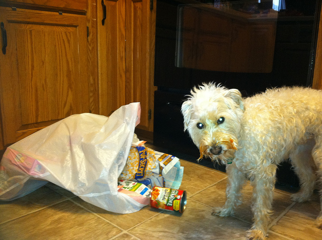 狗狗一直拉稀怎么办