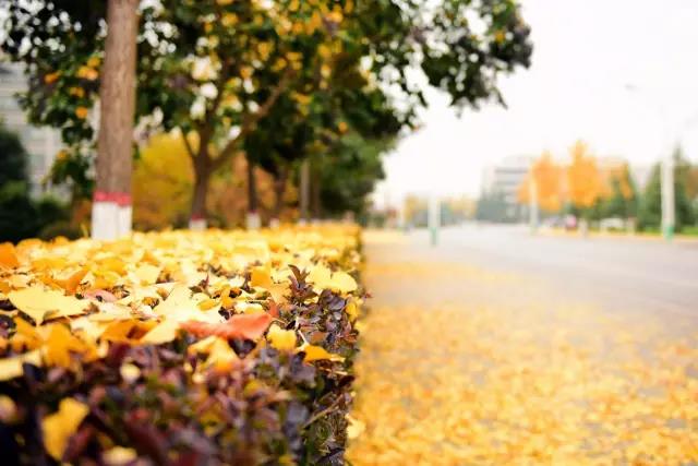 瞩目！5个单词，带你了解西安外国语大学的