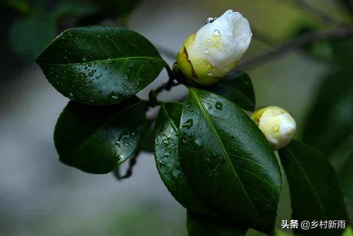 每日春花|山茶花：幽谷雪霜白洁玉，散落清辉西昌岭