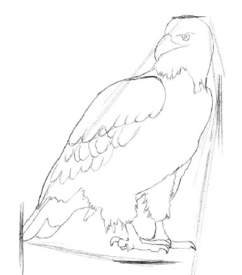 素描动物教程(适合初学者学习的动物素描步骤教程)