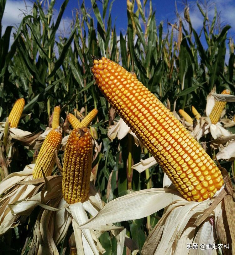 这几个超高产玉米新品种,适应性广,我国80%以上地区都能种植