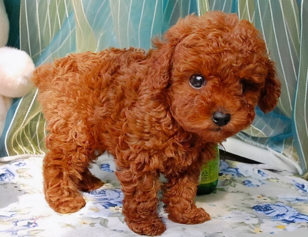 买泰迪的朋友注意了,有这几种特征的狗狗,打死都不要买