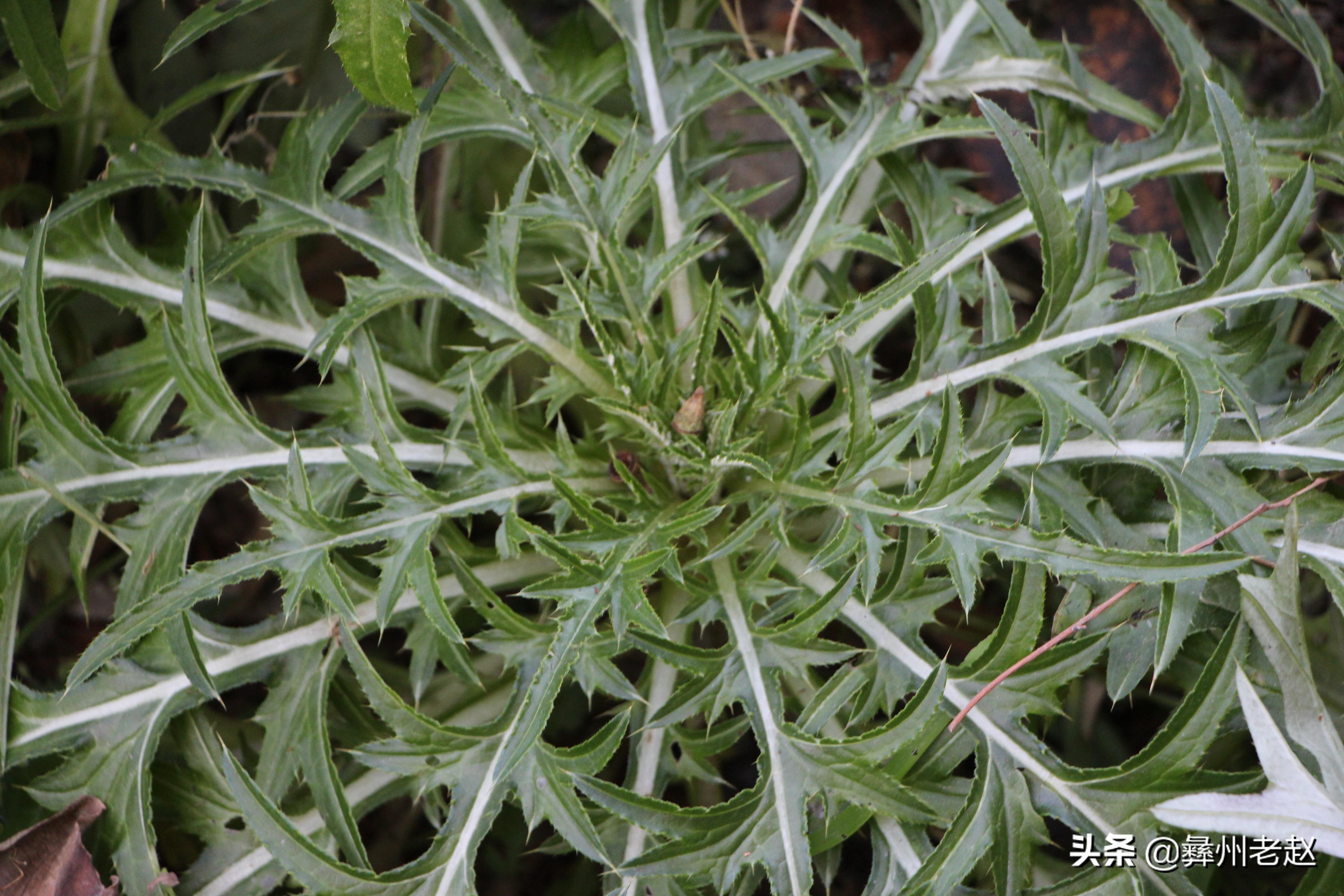 人工栽培的马刺根该如何施肥?增产的关键:施好5种肥