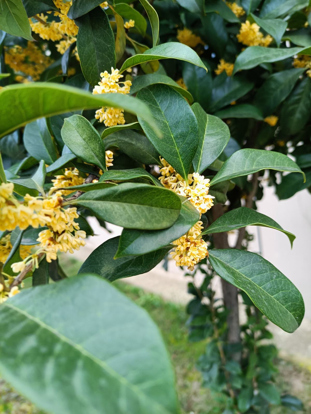 桂花树的样子（种植桂花前必须知道的注意事项）