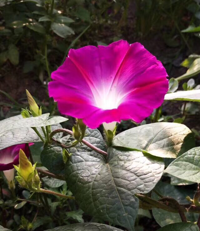 常见100种花卉图片（100种常见花图鉴非常详细）