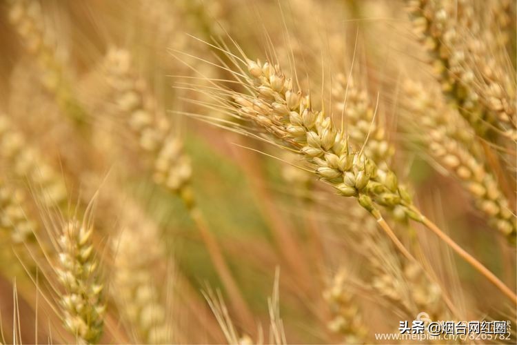 人们常说"三夏"大忙季节，即指忙于夏收、夏种和春播作物的夏管。