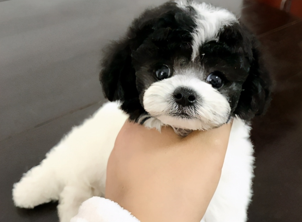 虽然这种杂色的泰迪并没有那么纯,但现实中的它们还是挺受欢迎的,尤其