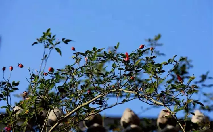 林清玄：一朝春尽红颜老