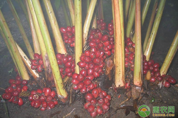 农村这种野果，一斤30元常被误认成罂粟壳，是去膻腥味的绝佳材料