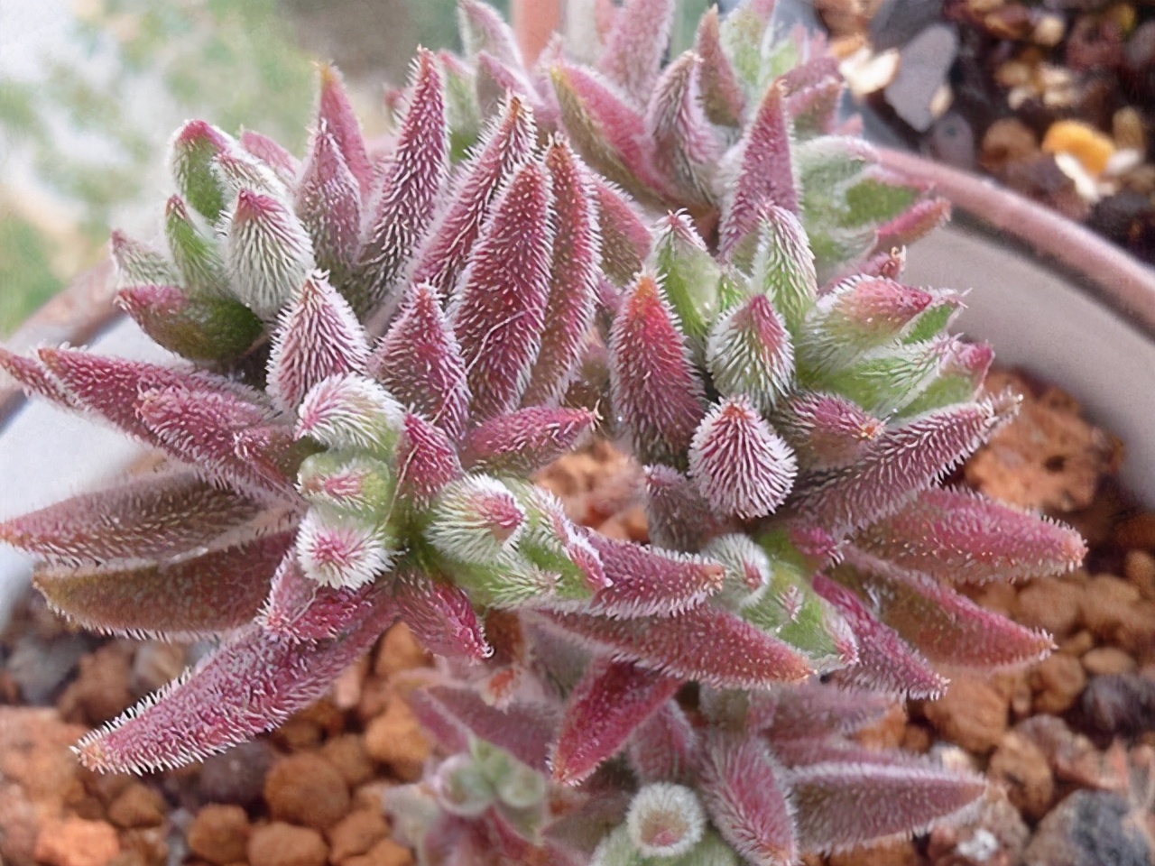 多肉新手套餐中收获的宝贝绒针,一年就变成直立老桩,越看越喜欢