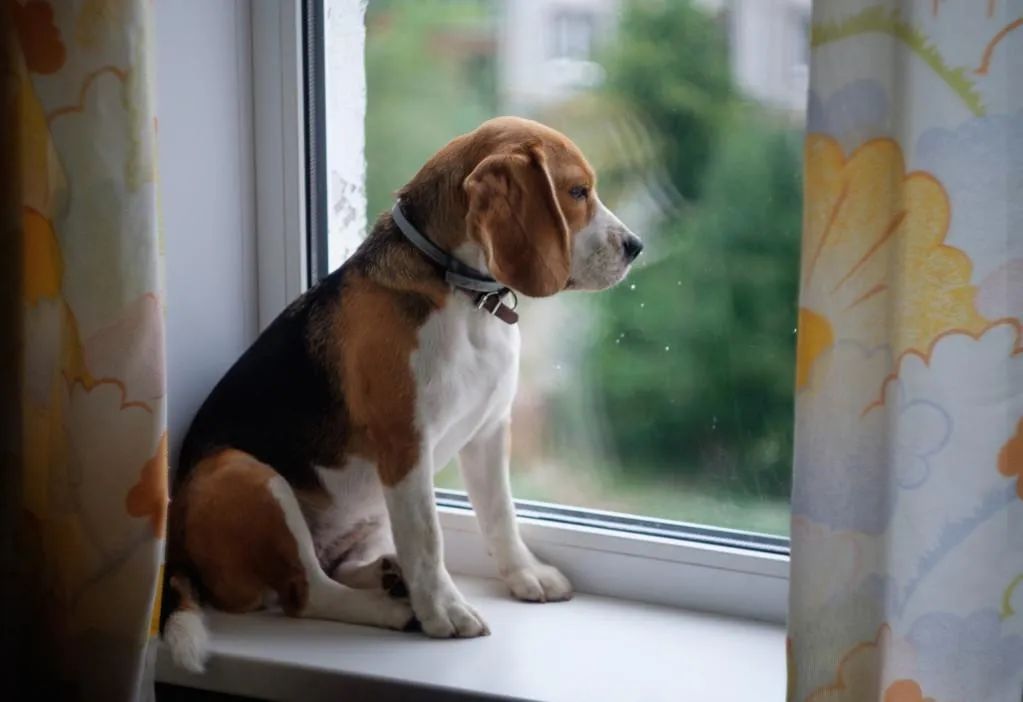 发呆图片(狗狗总是望着窗外) - 赤虎壹号