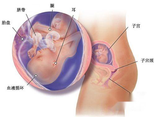 胎儿发育迟缓是什么原因造成的 准妈妈要如何预防胎儿发育迟缓呢
