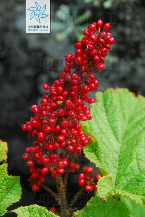 刺人参,见过吗?能滋补强壮,解热镇咳,调整血压