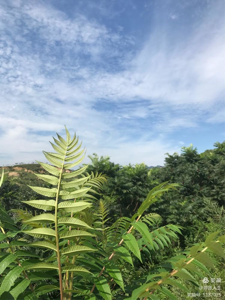 夏日登山汗如泉