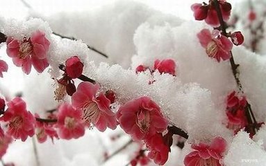 雪纷纷，掩重门 除了“好大雪”之外，这些句子更适合用来赞美雪