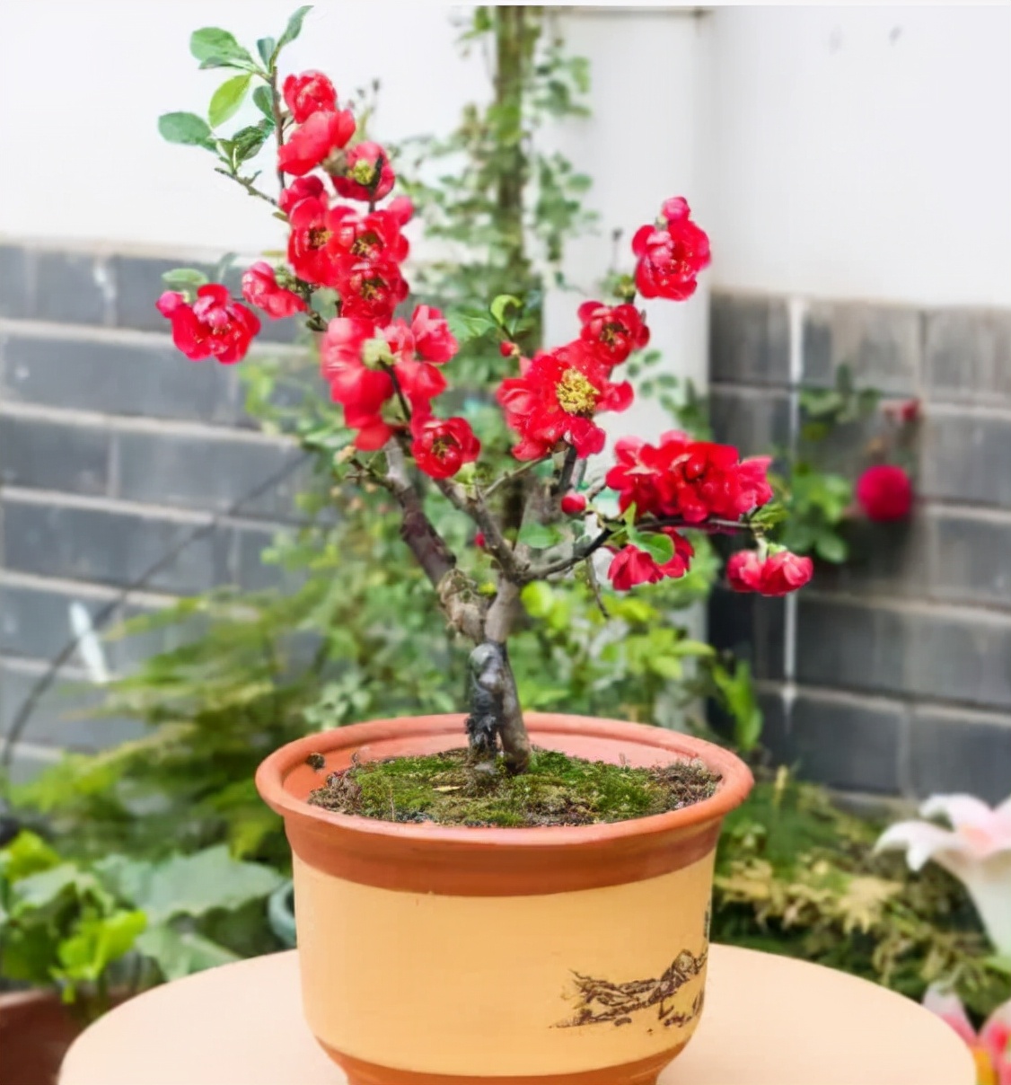 九种“吉祥树”，越老越值钱，越养越“富贵”
