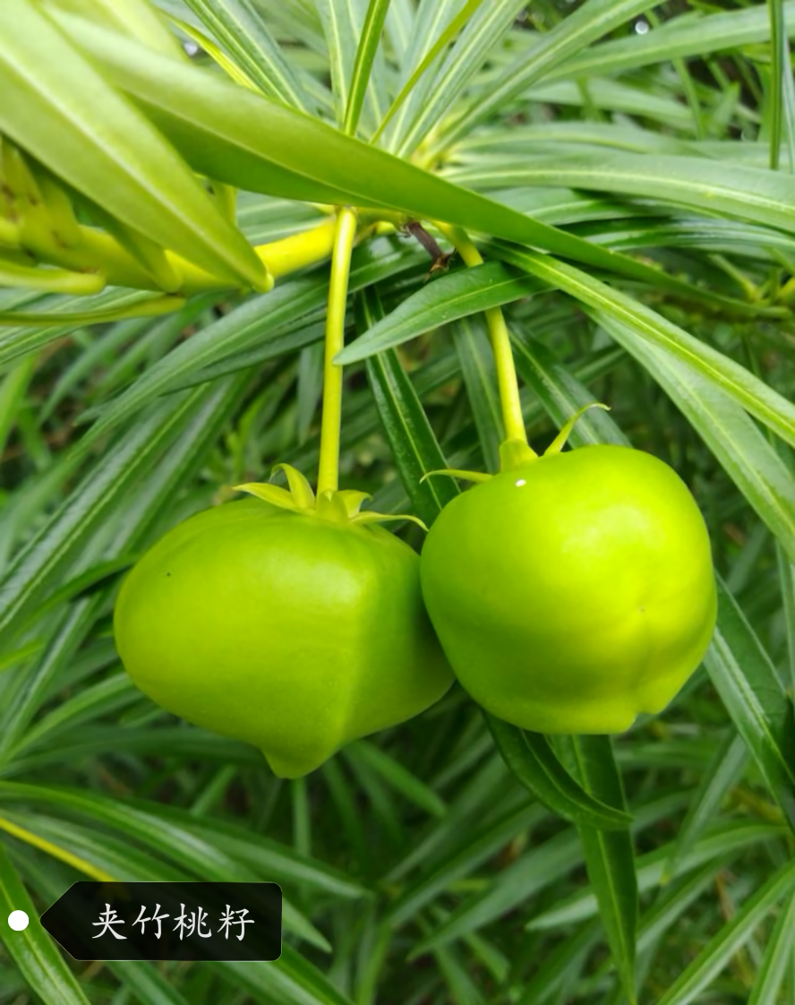 “环保卫士”的夹竹桃却全身是毒，身边还有哪些植物值得注意？