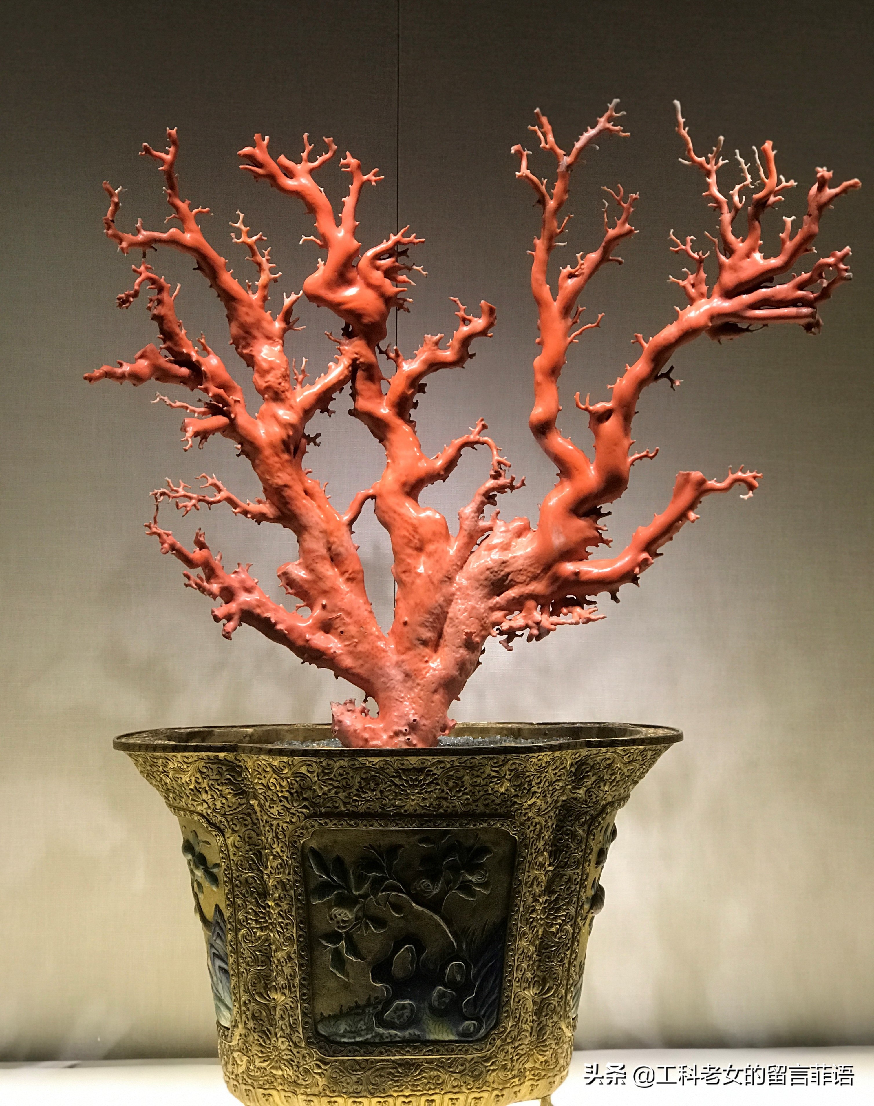 铜镀金嵌珐琅海棠式盆红珊瑚盆景这件珊瑚有二尺高金嵌珐琅长方盆红
