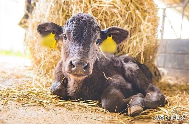 日本的和牛肉，凭什么能成为“一片肉就近千元”的天价牛肉？