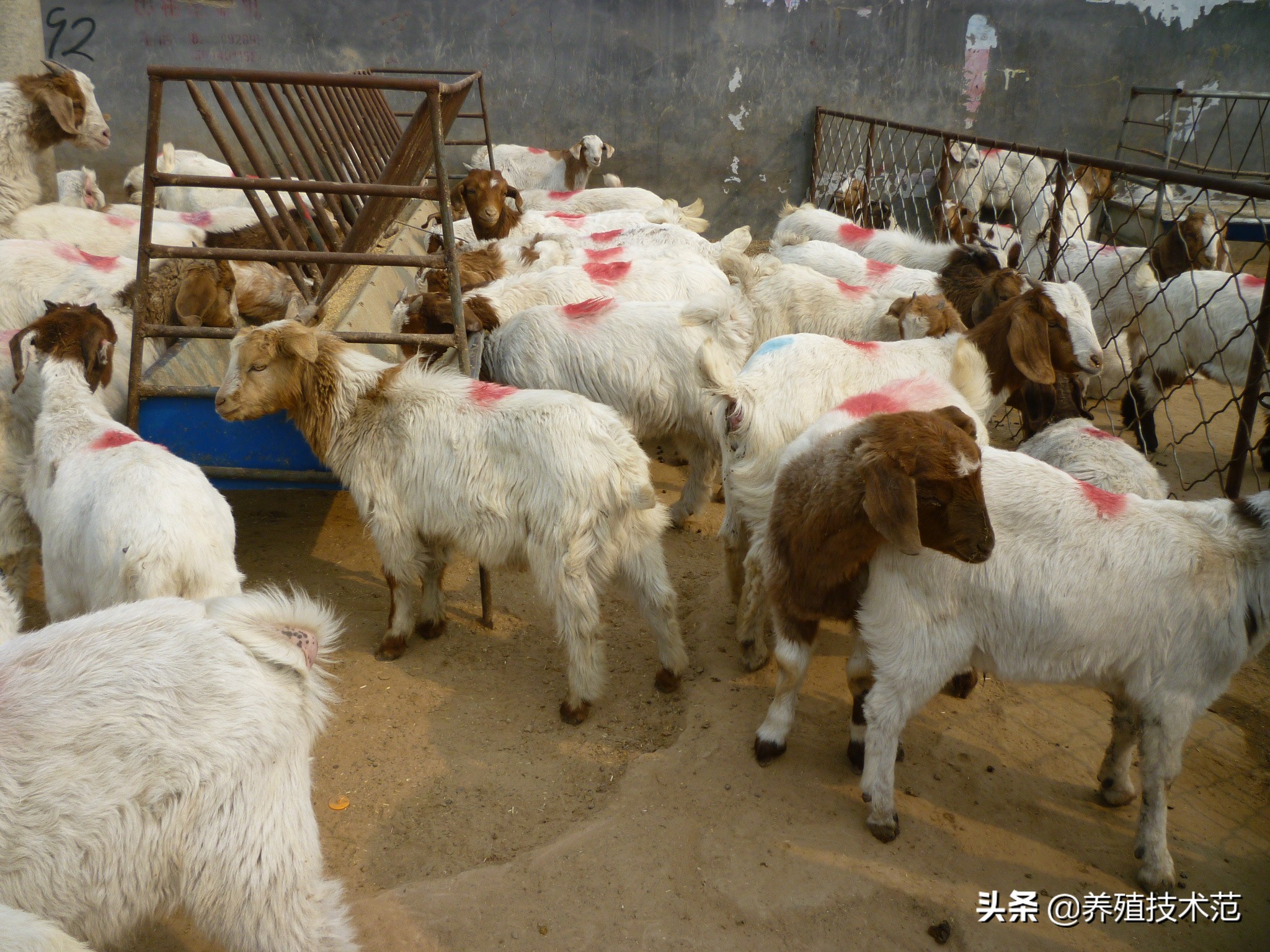 养羊的成本和利润/养50只羊的利润/养50只羊需要多少钱