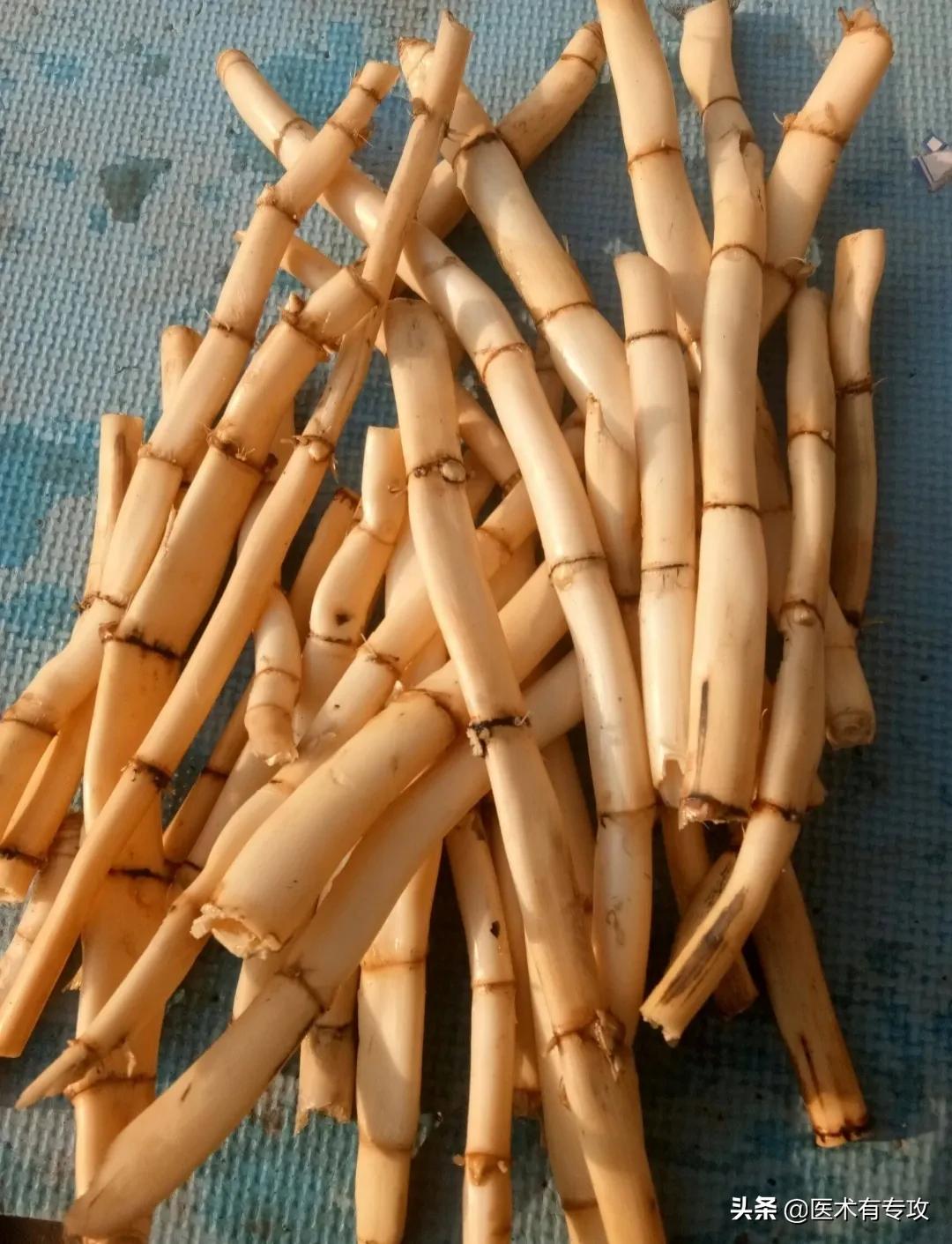 每天认识一味中药～芦根