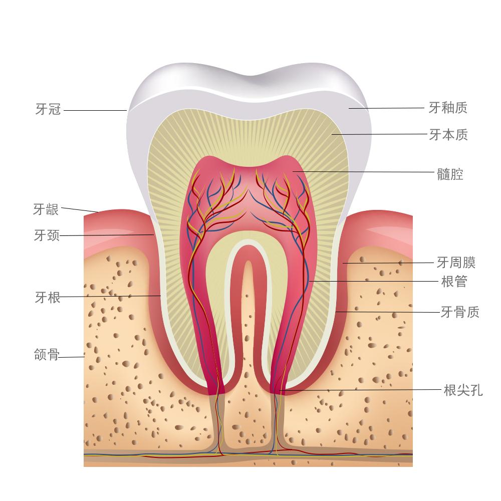 根管治疗结束后，为什么还要再花钱装牙冠？不装会有什么后果？