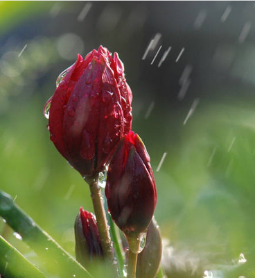 秋风秋雨秋意凉,天冷记得添衣裳(一组唯美秋雨动图送给大家)