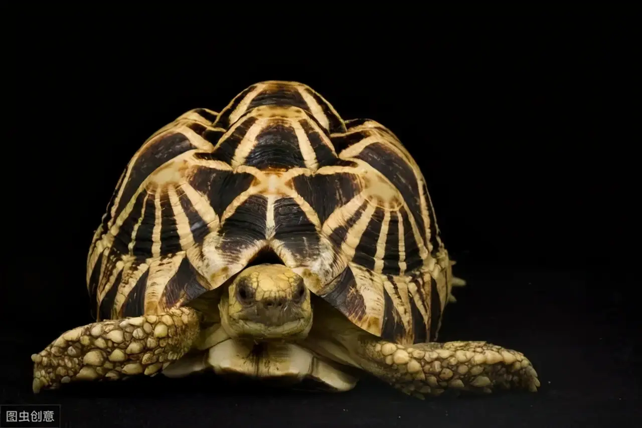 乌龟的种类图片及名称（乌龟的品种图片）