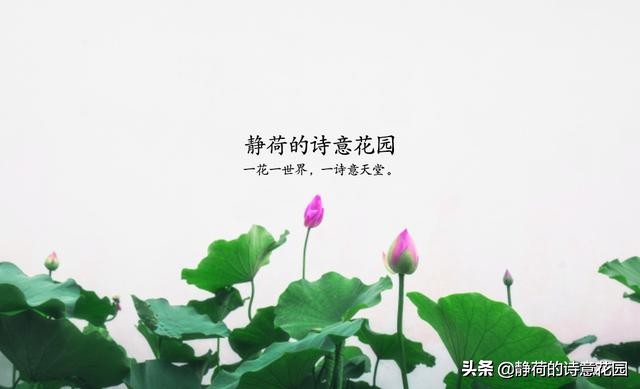 美到令人沉醉的黄昏，有些悲凉：日落长云暗，风悲古岸秋