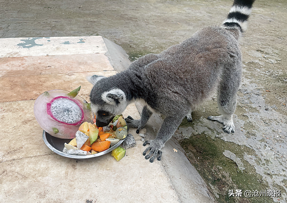 吹空调、洗“淋浴”、吃“冰糕”……沧州市动物园：动物解暑有“凉”方