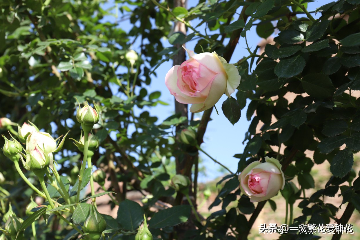 盘点养月季那些年，我和花友们上得当，买过的五彩月季的那些岁月