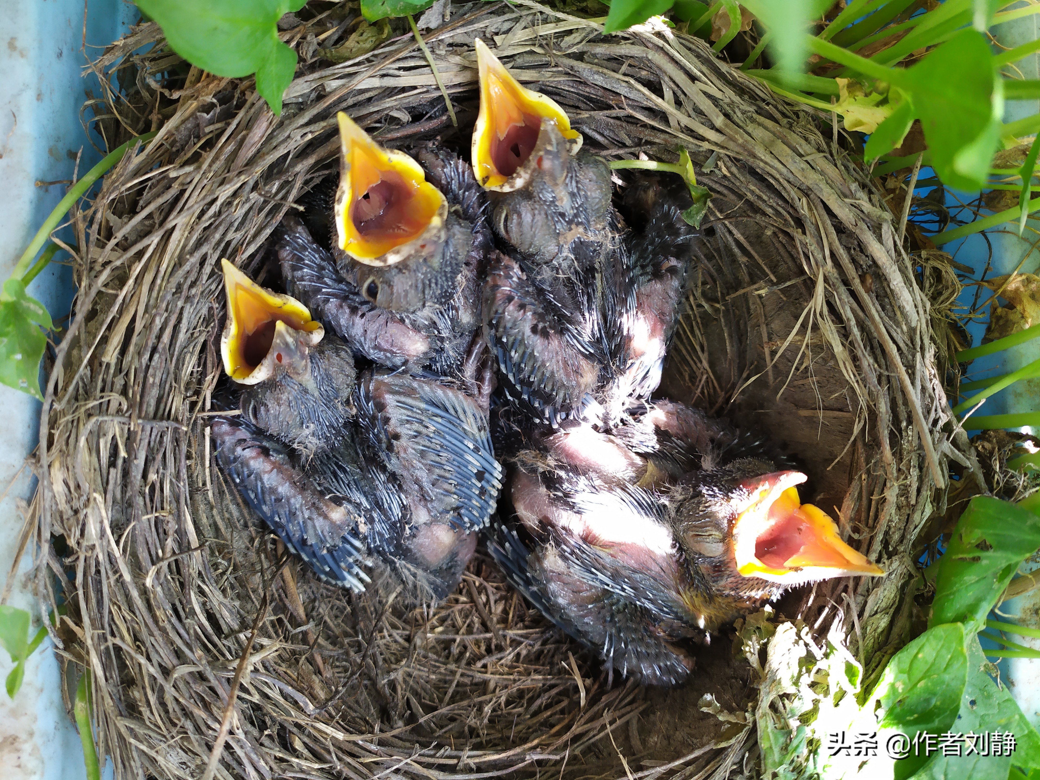 乌鸫鸟来我家筑巢育仔的故事(日记)