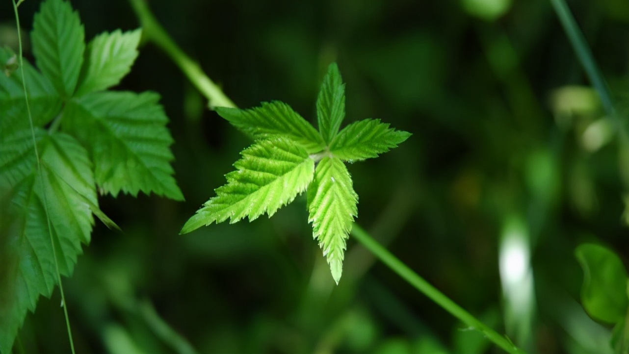 性格温和，有底线的双子座，善良不软弱，脾气好也有锋芒