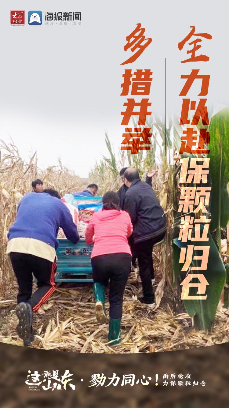 这就是山东丨勠力同心！雨后抢收力保颗粒归仓