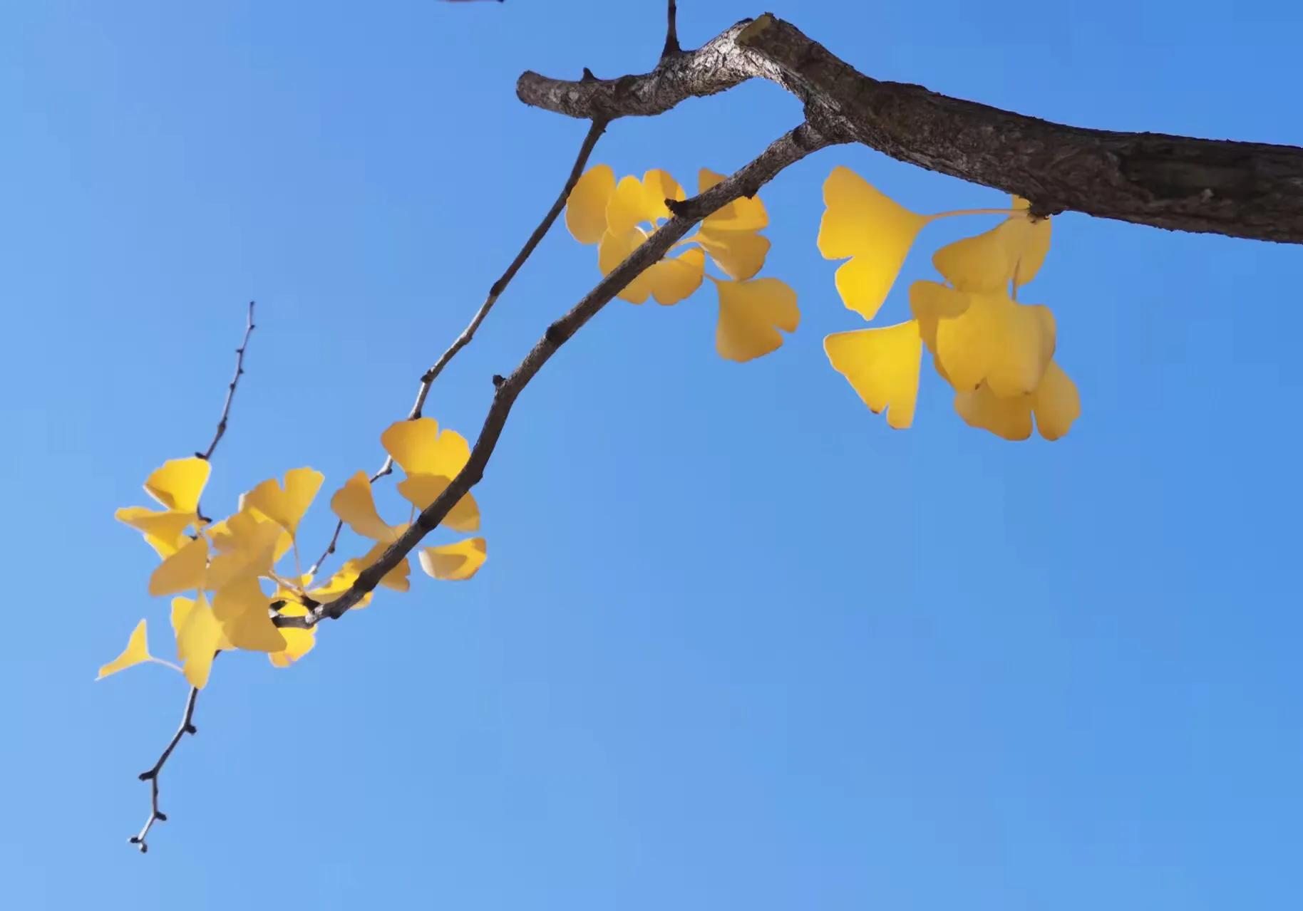 手拍世界（手机摄影平台）-群员作品集（总第733期）