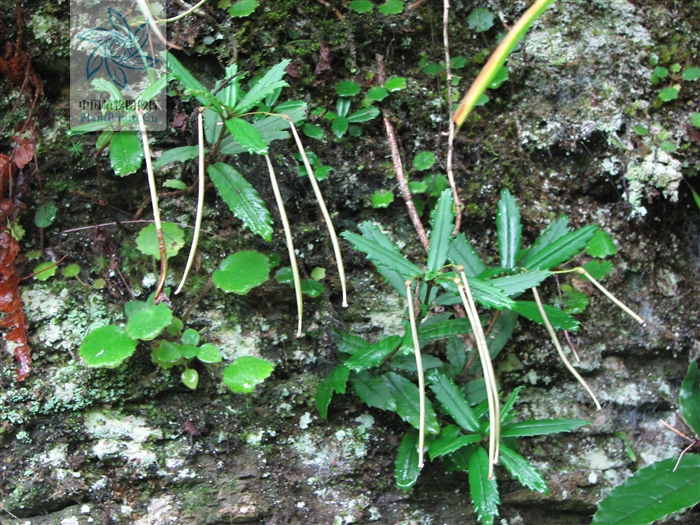 岩豇豆你知道多少(健脾消积的岩豇豆介绍)