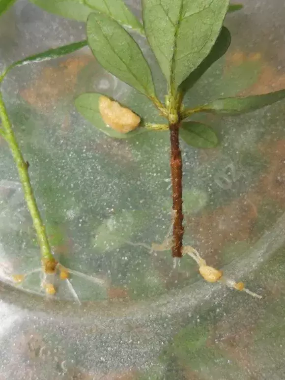 杜鹃茶花插不活,枝条在泥巴里打个滚,大白根呼呼长,新芽猛冒!
