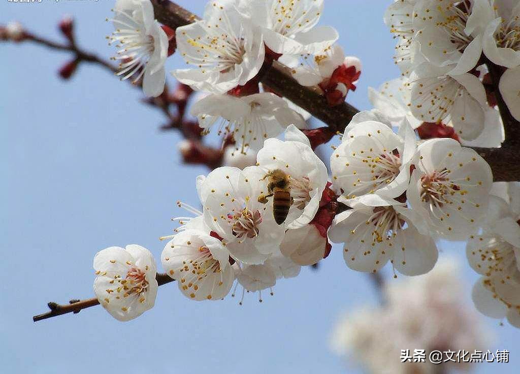 这首小诗脍炙人口，其中一句令人浮想联翩，诗人访友不成写下绝唱