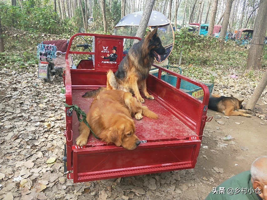 中亚猎狼犬，高狼，东北虎，比特等各种猛犬，农村狗市应有尽有