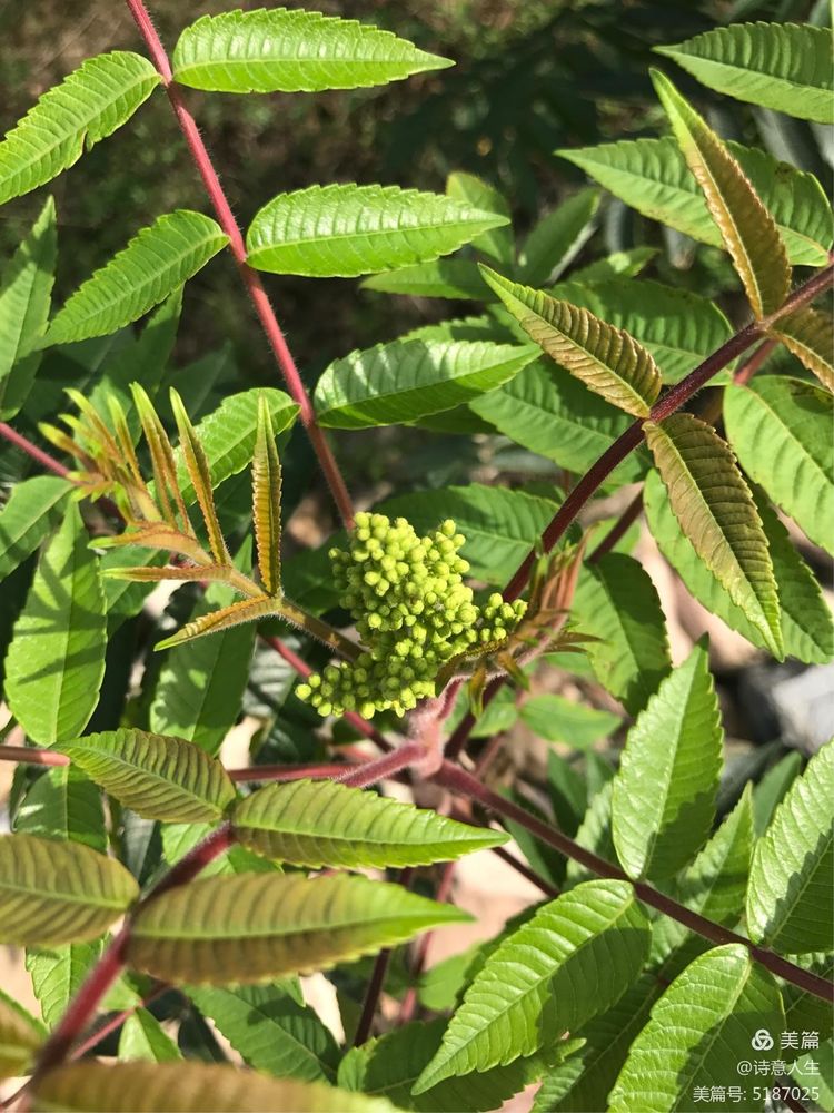 夏日登山汗如泉