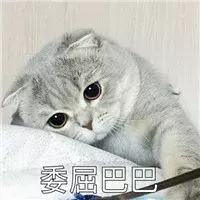 干货:怕被宠物医院坑钱?猫咪做这些检查项目有必要吗?建议收藏