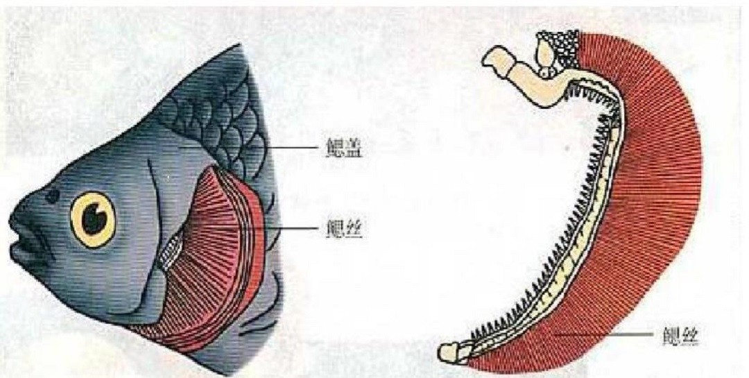 鲸鱼不是鱼！海里生活5000万年，它为什么没有进化出鳃？