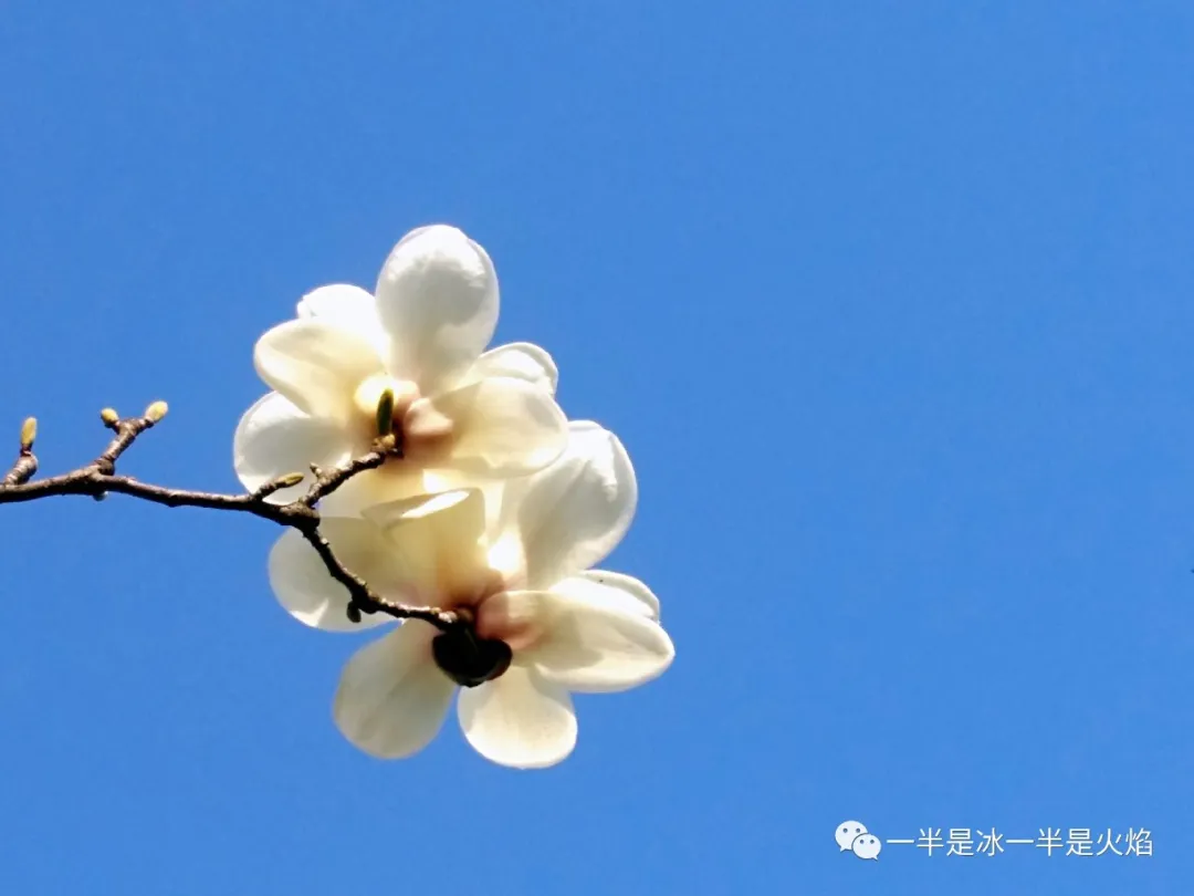 玉兰花记：谁寄芳心枝头上，一倾相思说与春