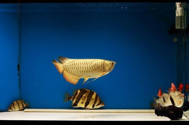 图文/养鱼老道 原创晚上关灯后,观赏鱼在鱼缸里发了生剧烈的惊缸现象