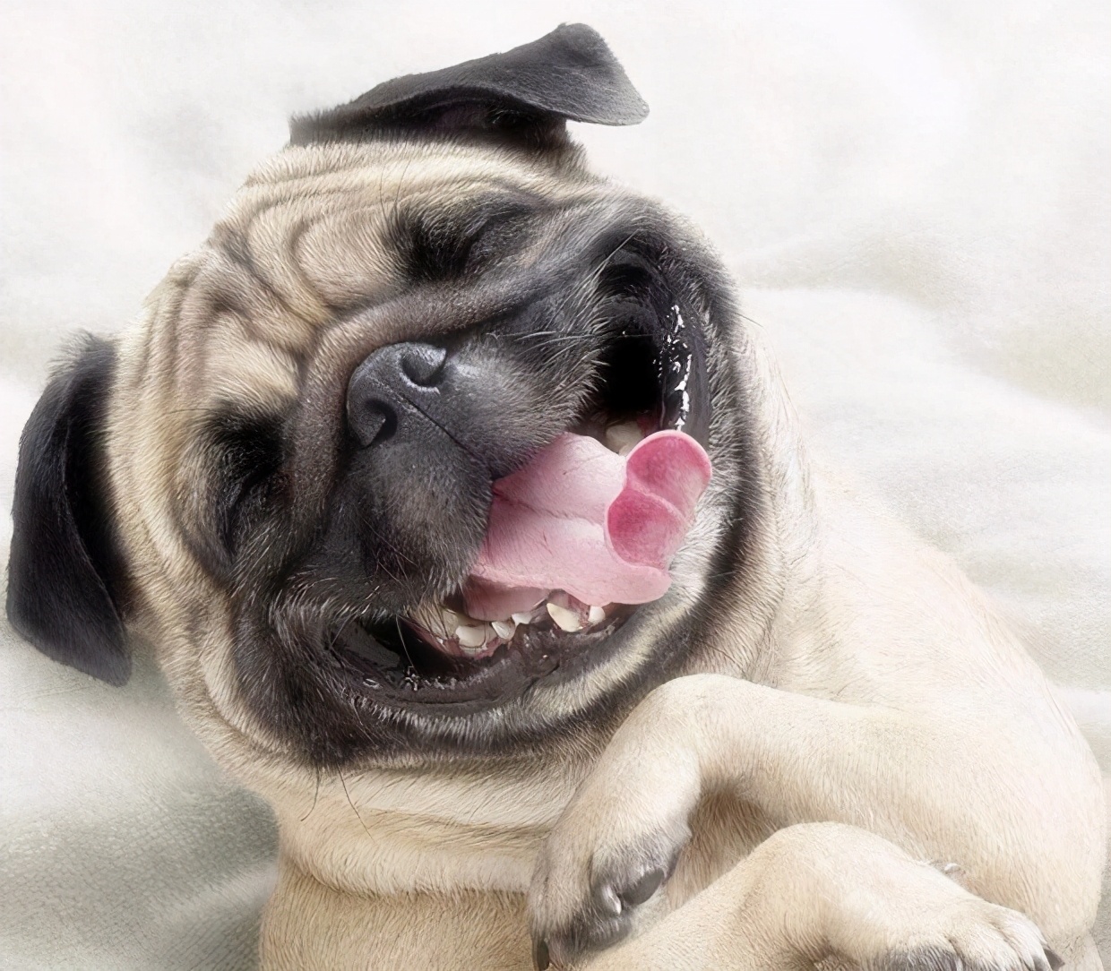 巴哥犬体臭原因有很多,其中最主要原因就是狗狗肠道消化不好,容易放屁