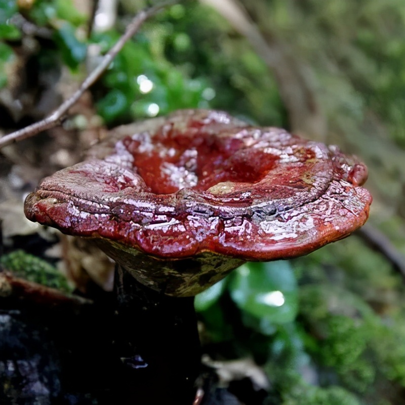 野生灵芝一颗能卖2万元？和人工种植的灵芝哪个更好？