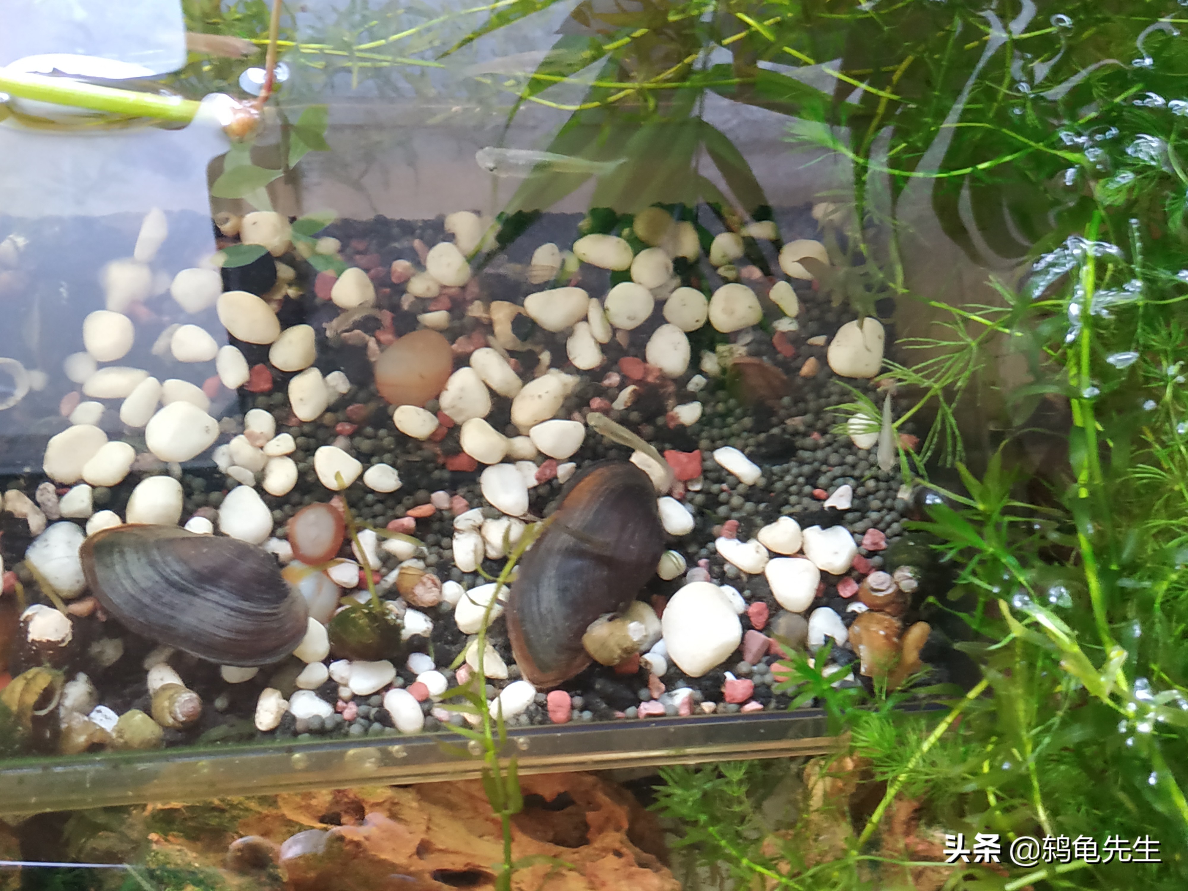鱼缸中净化水质的河蚌为何总死？这是方法不对，套缸饲养简单方便