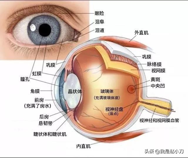 头疼！眼底黄斑病变到底能不能做白内障手术？